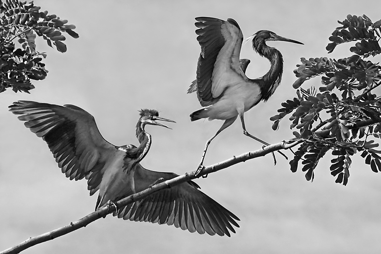 Squabbling Tri color Herons   P O'Malley